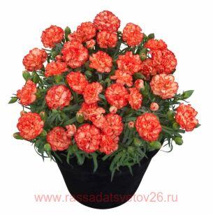 �������� flow Aloha Beach 98