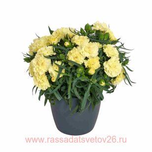 Гвоздика Flow Golden Bay 47