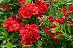 Альстромерия Summer Paradise™ Summer Pepper 10