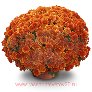 Хризантема Precocita Mandarine 111