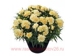Гвоздика Yellow Mel 53