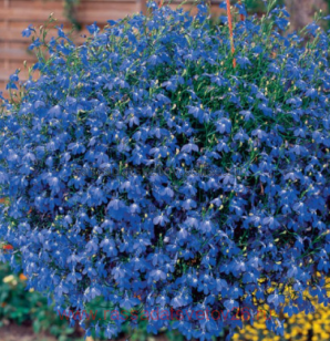 Лобелия Glow Electric Blue 3