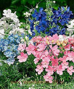 Дельфиниум Summers Colore 9