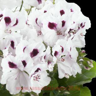 Королевская пеларгония Aristo White 98