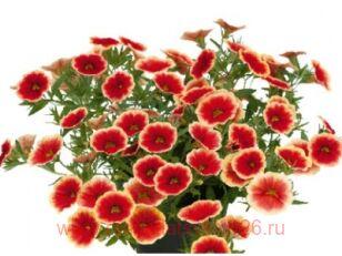  Unique Sangria Picotee 5