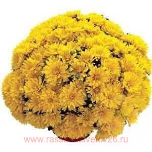 ���������� Precocita Gold 20