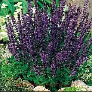 Шалфей пышный Дварф Блю Квин ( Dwarf Blue Queen) 10