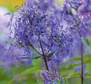 Флокс метельчатый Гений 27