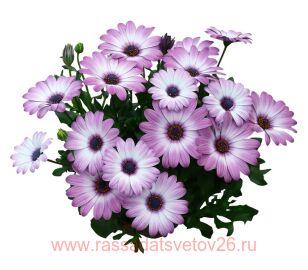  Erato Compact 	Rose Bicolor 23