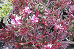 ����� Gambit Variegata Rose 4