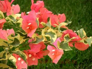Бугенвиллия Variegated Arancione 6