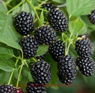 Ежевика Brzezina/ Бжезина 5