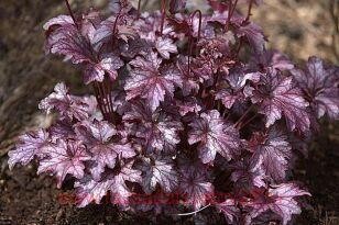 Гейхера Blackberry Jam 88