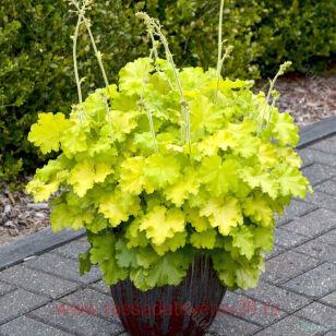 ������� Lemon love (�������� ������) 230