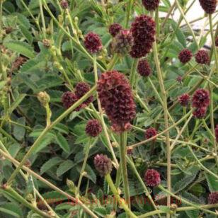 Кровохлебка лекарственная Бургунди Баттонс 4