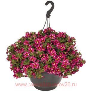 Калибрахоа Aloha Classic Pink Cart Wheel 2
