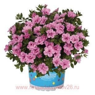 Калибрахоа махровая Aloha Double Soft Pink 27