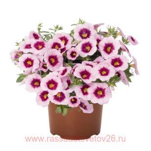 Калибрахоа Aloha Nani Tiki Pink 61