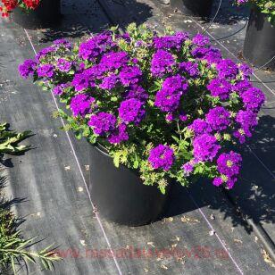 Вербена ампельная Empress Sun Violet
