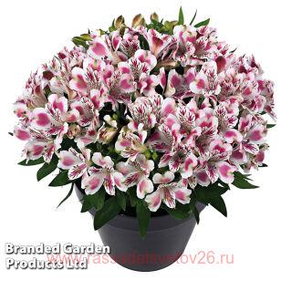 Альстромерия INTICANCHA White Pink Blush 12