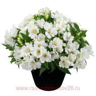 Альстромерия inticancha sunburst 16