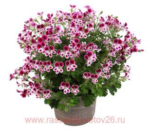 ПЕЛАРГОНИЯ ангел Mosquitaway Nova 91