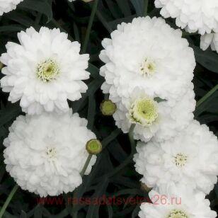 Аргирантемум Aramis Double White 6