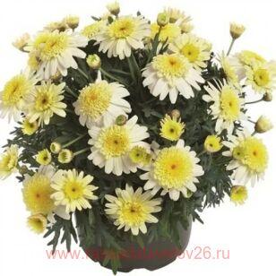Аргирантемум Aramis Semi Double Lemon 3