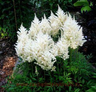 Астильба Арендса White Tone 12