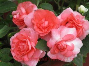 ��������� Fi�st� �ink ruffl� ��� V�R 69