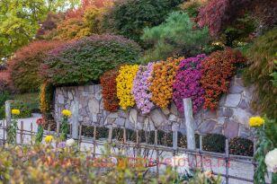 ���������� ��������� Casvio violet 44