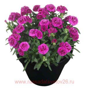 Гвоздика SUNFLOR sinclair 57