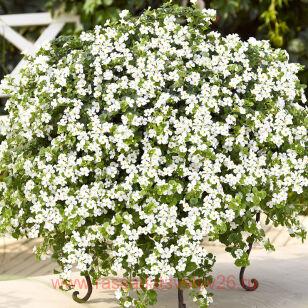 ������ Gulliver Dynamic White 3