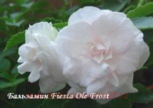 Бальзамин Fiesta one frost white 39