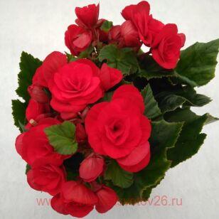 Бегония элатиор BK Collection CARMEN RED 11
