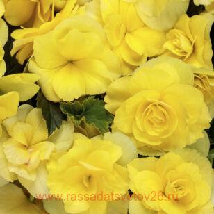 Бегония элатиор Solenia YELLOW 30