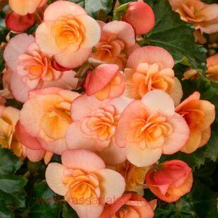 Бегония BK COLLECTION Esmay Peach 10