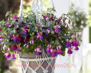 Фуксия Bella Fuchsia ® Faya 3