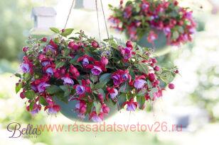 Фуксия Bella Fuchsia ® Lydia 86