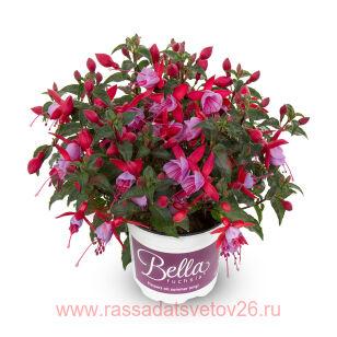 Фуксия BELLA FUCHSIA Nikita 3