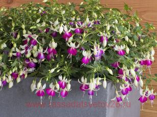 Фуксия Bella Fuchsia® NORA℗ 32