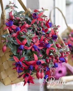Фуксия Bella Fuchsia® SACHA℗ 41