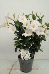 Дипладения Diamantina Jade white 19