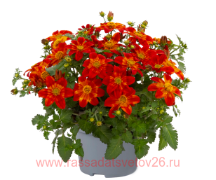 Биденс BEE HAPPY RED 7
