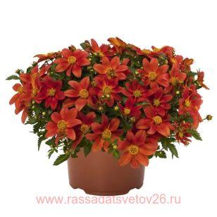 Биденс Bidy Boom Red 12