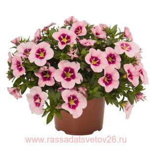 Калибрахоа Bloomtastic Rose Quartz 13