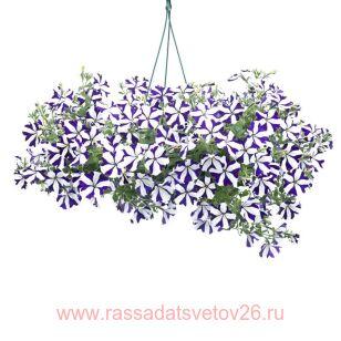 ПЕТУНИЯ DESIGNER BLUE STAR 150-1