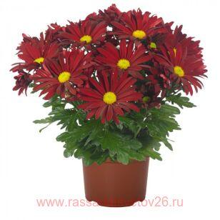 Хризантема Breeze Rouge 14г