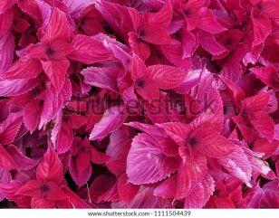 Колеус Shoking Pink 159