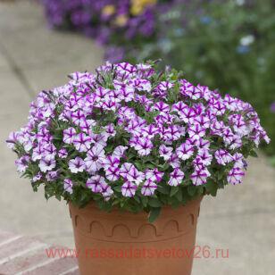 Петуния BUBBLES BUTTERFLY 125